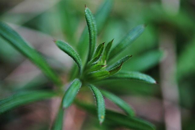 Γάλλιο, Goosegrass